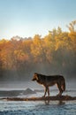 Black Phase Grey Wolf Canis Lupus Stands In River Autumn