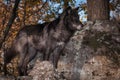 Black Phase Grey Wolf Canis lupus Stands on Rocks Looking Right Autumn