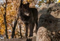 Black Phase Grey Wolf Canis lupus Stands On Rocks Looking Right Autumn