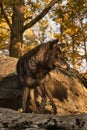 Black Phase Grey Wolf Canis lupus Stands on Rocks Turned to Right Autumn