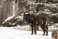 Black Phase Grey Wolf Canis lupus Stands Watching Packmate Walk Away Winter Royalty Free Stock Photo