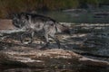 Black Phase Grey Wolf Canis lupus Steps Out of River Autumn Royalty Free Stock Photo