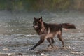 Black Phase Grey Wolf Canis lupus Trots Left in River