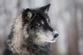 Black Phase Grey Wolf Canis lupus Turns Right Royalty Free Stock Photo