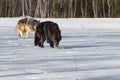 Black Phase and Grey Wolf (Canis lupus) Walk Forward Snow on Nose Winter