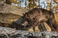 Black Phase Grey Wolf Canis lupus Walks Left Across Rocks Autumn