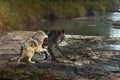 Black Phase Grey Wolf Canis lupus And Younger Wolf Play Along Shore Autumn