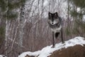 Black Phase Grey Wolf Canis lupus Looks Out From Atop Rock