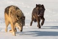 Black Phase Wolf Canis lupus and Grey Move Through Snowy Field Winter