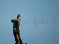 Black Phoebe