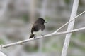 Black Phoebe perched on a tree branch