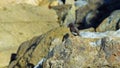 Black Phoebe on a rock at Salt Creek Beach Park in Dana Point,California Royalty Free Stock Photo