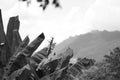 Black picture Banana trees in the jungle.