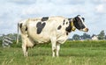 Black pied cow, friesian holstein, eating, chewing blades of grass in the Netherlands, standing in the field, the background a Royalty Free Stock Photo