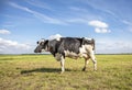 Black pied cow, friesian holstein, in the Netherlands, in a meadow and a blue sky Royalty Free Stock Photo