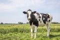 Black pied cow, friesian holstein, in the Netherlands, standing on a field at the background a blue sky Royalty Free Stock Photo