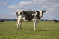 Black pied cow, friesian holstein, in the Netherlands, standing on green grass in a meadow, pasture, at the background a few cows