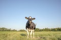 Black pied cow, lots of flies, Friesian Holstein, in the Netherlands in a pasture under a blue sky and a distant horizon Royalty Free Stock Photo