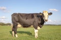 Black pied cow, standing on green grass in a meadow, in the Netherlands,  at the background a few cows, ear tags and a blue sky Royalty Free Stock Photo