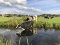 Black pied cow stands in a creek, drinking, reflection of the cow in the water, dutch landscape