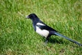 Black pied magpie Royalty Free Stock Photo