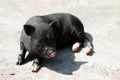 Black pig Royalty Free Stock Photo
