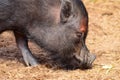 Black pig closeup