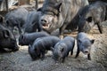 Black pig with cute little piglets Royalty Free Stock Photo