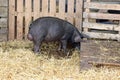 Black pig digging in farmyard straw Royalty Free Stock Photo