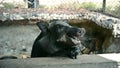 A black pig is eating food in a pigpen stable of a farm in rural area