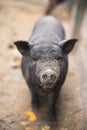 A black pig on a farm, a big swarm showing its nose and sniffing. oink