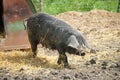 Black pig in a farmyard Royalty Free Stock Photo