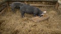 Black Pig (Kurobuta) eating at farm.