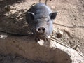 Black pig looking at you Royalty Free Stock Photo