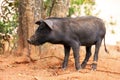 Black pig Madagascar Royalty Free Stock Photo