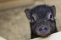 Muzzle of a black pig with a stigma in the foreground Royalty Free Stock Photo