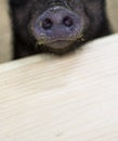 Muzzle of a black pig with a stigma in the foreground Royalty Free Stock Photo