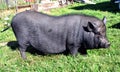 Black pig in the open air in summer