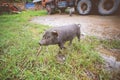 Black pig Royalty Free Stock Photo