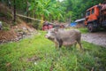 Black pig Royalty Free Stock Photo