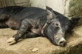 Black Pig Resting Royalty Free Stock Photo