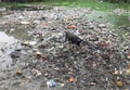 A black pig searching for food in garbage near the pond