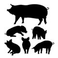 Black pig silhouette. Royalty Free Stock Photo