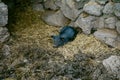 Black Pig Sleep in the Thatch Royalty Free Stock Photo