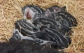 Black Pig, Sow and Piglets laying with straw in Pen Royalty Free Stock Photo
