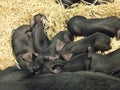 Black Pig, Sow and Piglets laying with straw in Pen Royalty Free Stock Photo