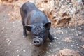 A black pig stands in the middle of the yard. Royalty Free Stock Photo