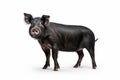 Black Pig on white background Royalty Free Stock Photo