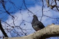 Black pigeon perched in a tree