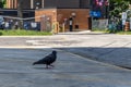 Black pigeon with red beak and feet - walking on empty asphalt street - brown brick building and chain link fence in background